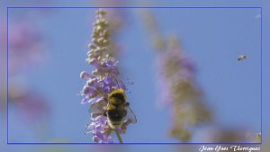 Abeille Abeille (Sigma 105mm macro)