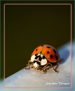 Coccinelle 2 Coccinelle
