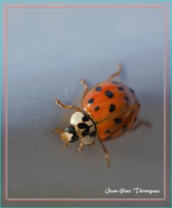 Coccinelle Coccinelle