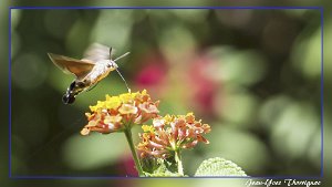 Insecte papillon (Sigma 105mm macro)