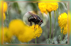 Mouche 1 Mouche