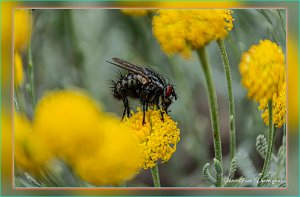Mouche 2 Mouche