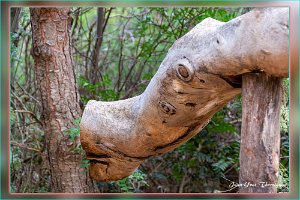 pareidolie Porquerolles 1 Porquerolles (83) - Paréidolie vers la plage Notre Dame