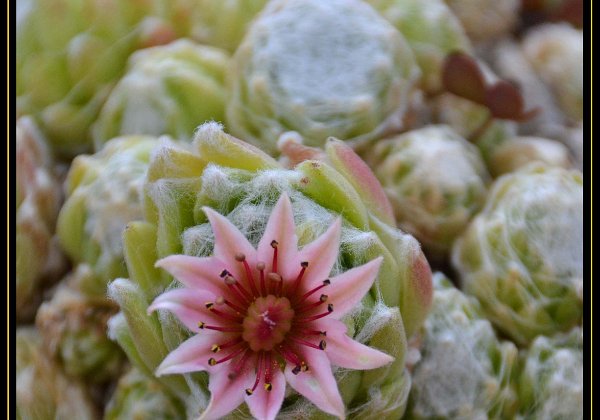 Fleurs et Nature